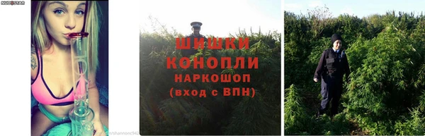 гидра Михайловка